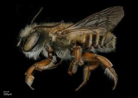   Megachile toluca  male lateral habitus, photo: Shaun Heller 

